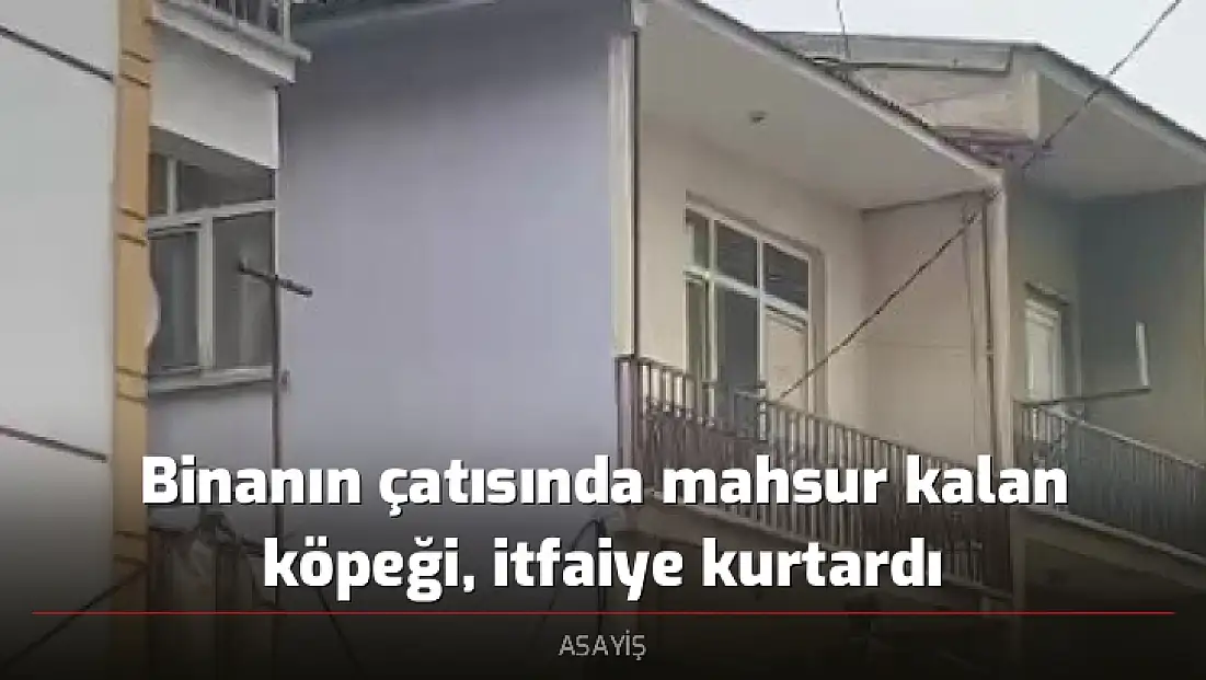 Binanın çatısında mahsur kalan köpeği, itfaiye kurtardı