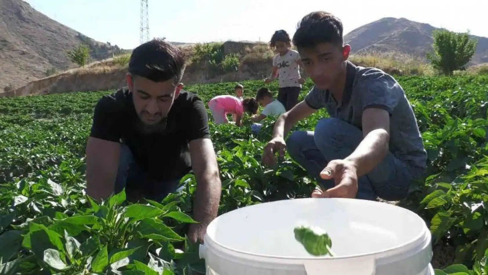 Meşhur Keban biberinde hasat başladı