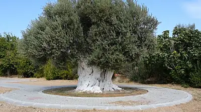 Cumhurbaşkanı Erdoğan'ın eşi Emine Erdoğan'dan dikkat çeken paylaşım