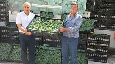 Elazığ'da örtü altı üretime fide desteği