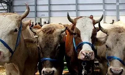 2025 yılı kurban fiyatları cep yakıyor!  Vatandaş kara kara düşünüyor