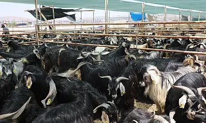 Elazığ Belediyesi, kurban satış ve kesim alanını açıkladı