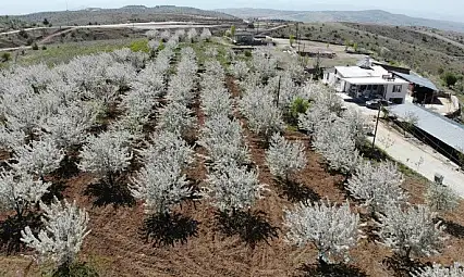 Tarihi Harput Mahallesi kiraz çiçekleriyle beyaza büründü