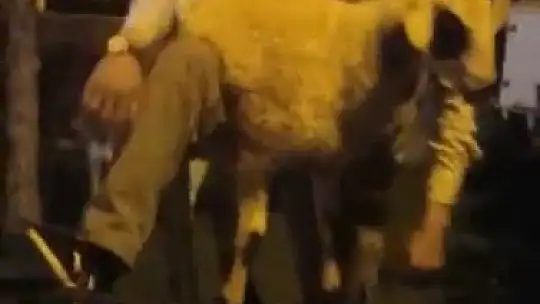 'Kesilmekten kaçan' koyunlar belediye ekipleri tarafından yakalandı