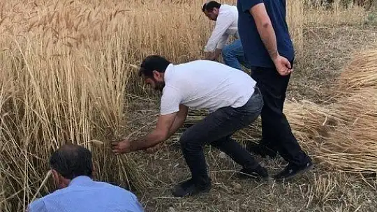 Orakla Ekin Biçme Geleneği Devam ediyor