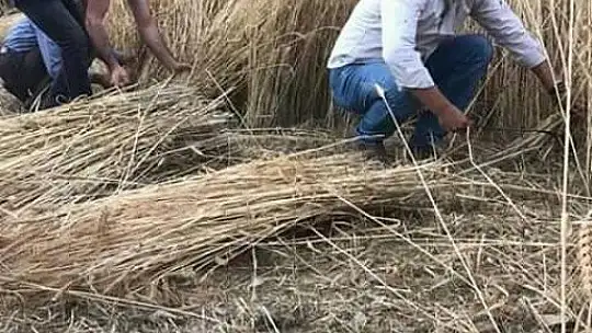 Orakla Ekin Biçme Geleneği Devam ediyor
