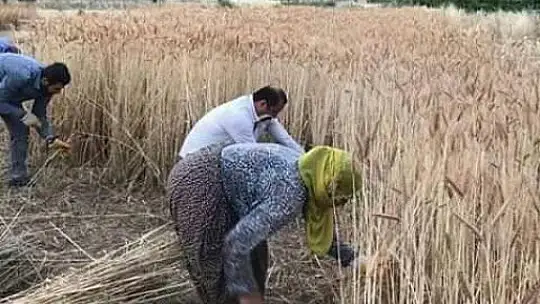 Orakla Ekin Biçme Geleneği Devam ediyor
