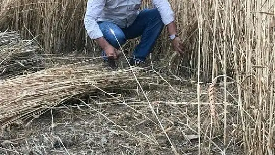 Orakla Ekin Biçme Geleneği Devam ediyor