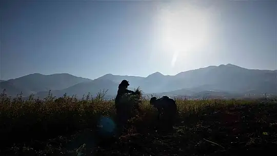 12 milyon fidanın üretildiği Elazığ'da 2 milyon fidan toprakla buluşacak