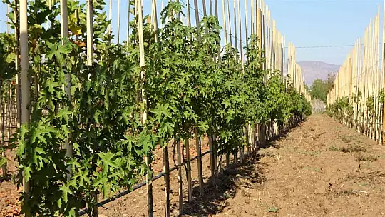 12 milyon fidanın üretildiği Elazığ'da 2 milyon fidan toprakla buluşacak