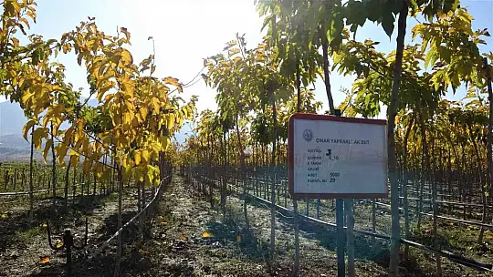 12 milyon fidanın üretildiği Elazığ'da 2 milyon fidan toprakla buluşacak