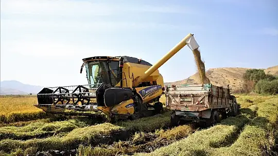 150 gün suyun içinde yetişen pirinçte hasat zamanı