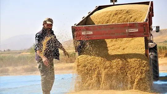 150 gün suyun içinde yetişen pirinçte hasat zamanı