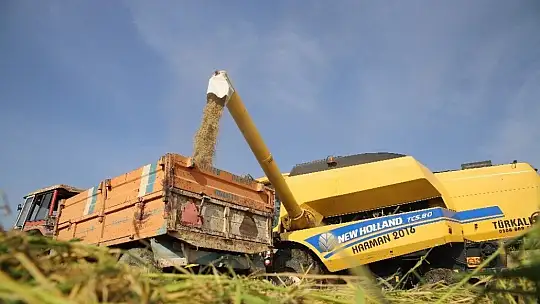 150 gün suyun içinde yetişen pirinçte hasat zamanı