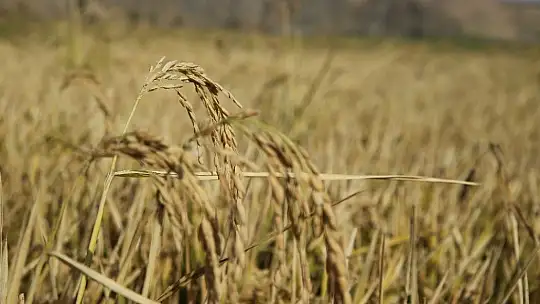 150 gün suyun içinde yetişen pirinçte hasat zamanı