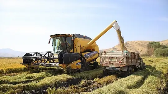 150 gün suyun içinde yetişen pirinçte hasat zamanı