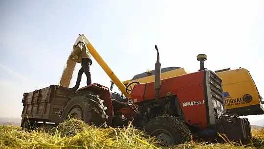 150 gün suyun içinde yetişen pirinçte hasat zamanı