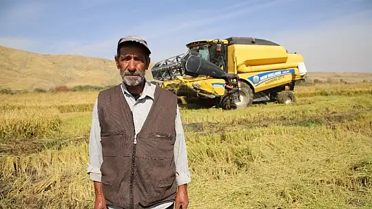 150 gün suyun içinde yetişen pirinçte hasat zamanı