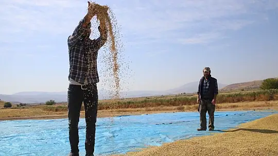 150 gün suyun içinde yetişen pirinçte hasat zamanı