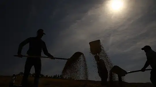 150 gün suyun içinde yetişen pirinçte hasat zamanı