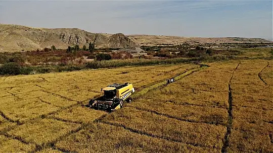 150 gün suyun içinde yetişen pirinçte hasat zamanı