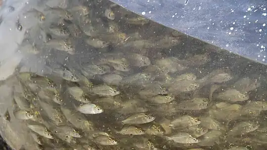 19 ilde 19 milyon yavru sazan sulara bırakıldı