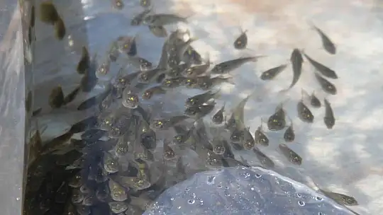 19 ilde 19 milyon yavru sazan sulara bırakıldı