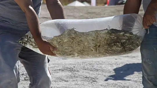 19 ilde 19 milyon yavru sazan sulara bırakıldı