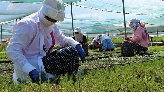 8 ilde 12 milyon fidan toprakla buluşacak