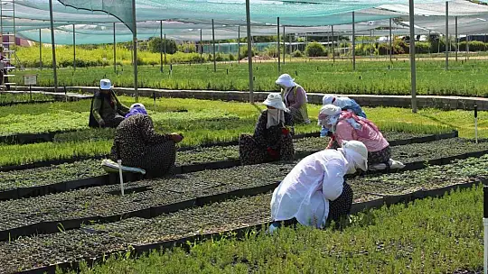 8 ilde 12 milyon fidan toprakla buluşacak