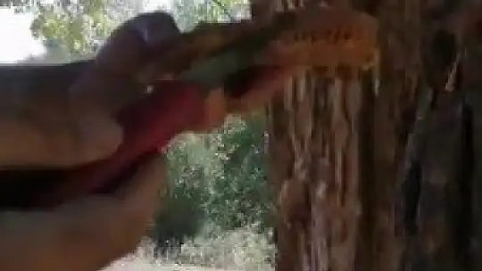 Ağaç gövdesinden kova kova bal çıktı, görenler hayrete düştü