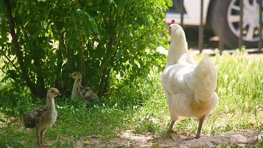 Annelik duygusu ağır bastı: Hindi yavrularını terk etti, tavuk sahiplendi