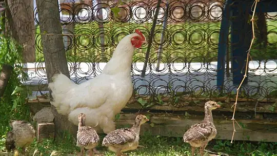 Annelik duygusu ağır bastı: Hindi yavrularını terk etti, tavuk sahiplendi