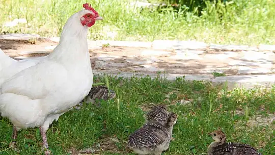 Annelik duygusu ağır bastı: Hindi yavrularını terk etti, tavuk sahiplendi