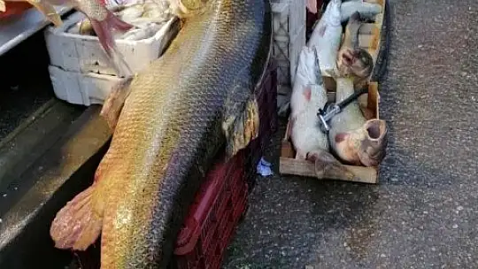 Biri 85, diğeri 55 Kilo