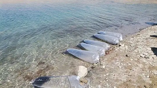 Baskil'de 300 bin sazan baraj gölüne bırakıldı
