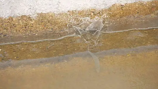 Bunlar İnci Kefali değil Siraz, akıntıya karşı göç başladı