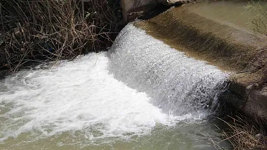 Bunlar İnci Kefali değil Siraz, akıntıya karşı göç başladı