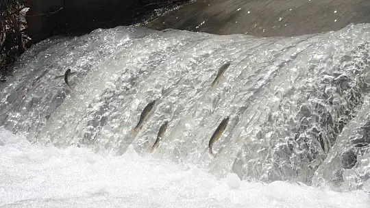 Bunlar İnci Kefali değil Siraz, akıntıya karşı göç başladı