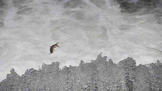 Bunlar İnci Kefali değil Siraz, akıntıya karşı göç başladı