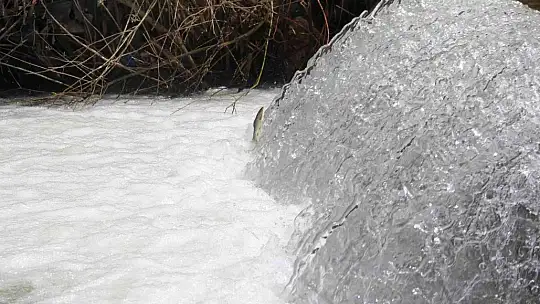 Bunlar İnci Kefali değil Siraz, akıntıya karşı göç başladı