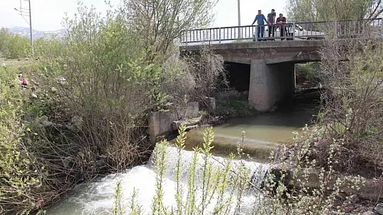 Bunlar İnci Kefali değil Siraz, akıntıya karşı göç başladı