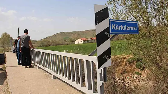 Bunlar İnci Kefali değil Siraz, akıntıya karşı göç başladı