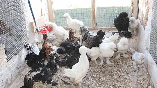 Bütün zamanını Osmanlı saray sultan tavuklarına adadı, 20'ye yakın renk oluşturdu