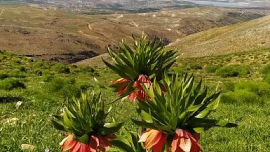 Çemişgezek dağlarındaki ters laleler görsel şölen sunuyor