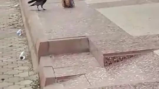 Cips hırsızı karga kameralara yakalandı