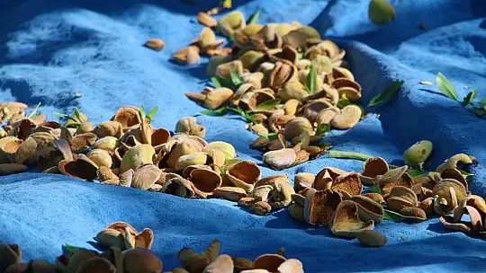 Devletten destek aldı, bin dönüm arazi üzerine ektiği bademlerin hasadına başladı