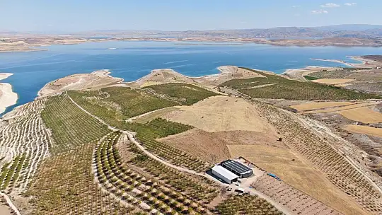 Devletten destek aldı, bin dönüm arazi üzerine ektiği bademlerin hasadına başladı