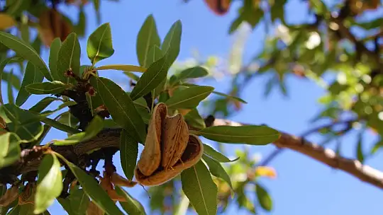 Devletten destek aldı, bin dönüm arazi üzerine ektiği bademlerin hasadına başladı