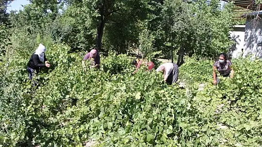 Doğal antioksidan 'Koruk Suyu'